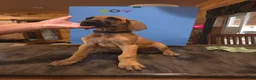 Great Dane dogs for sale: Great Dane 11 - Ad 1