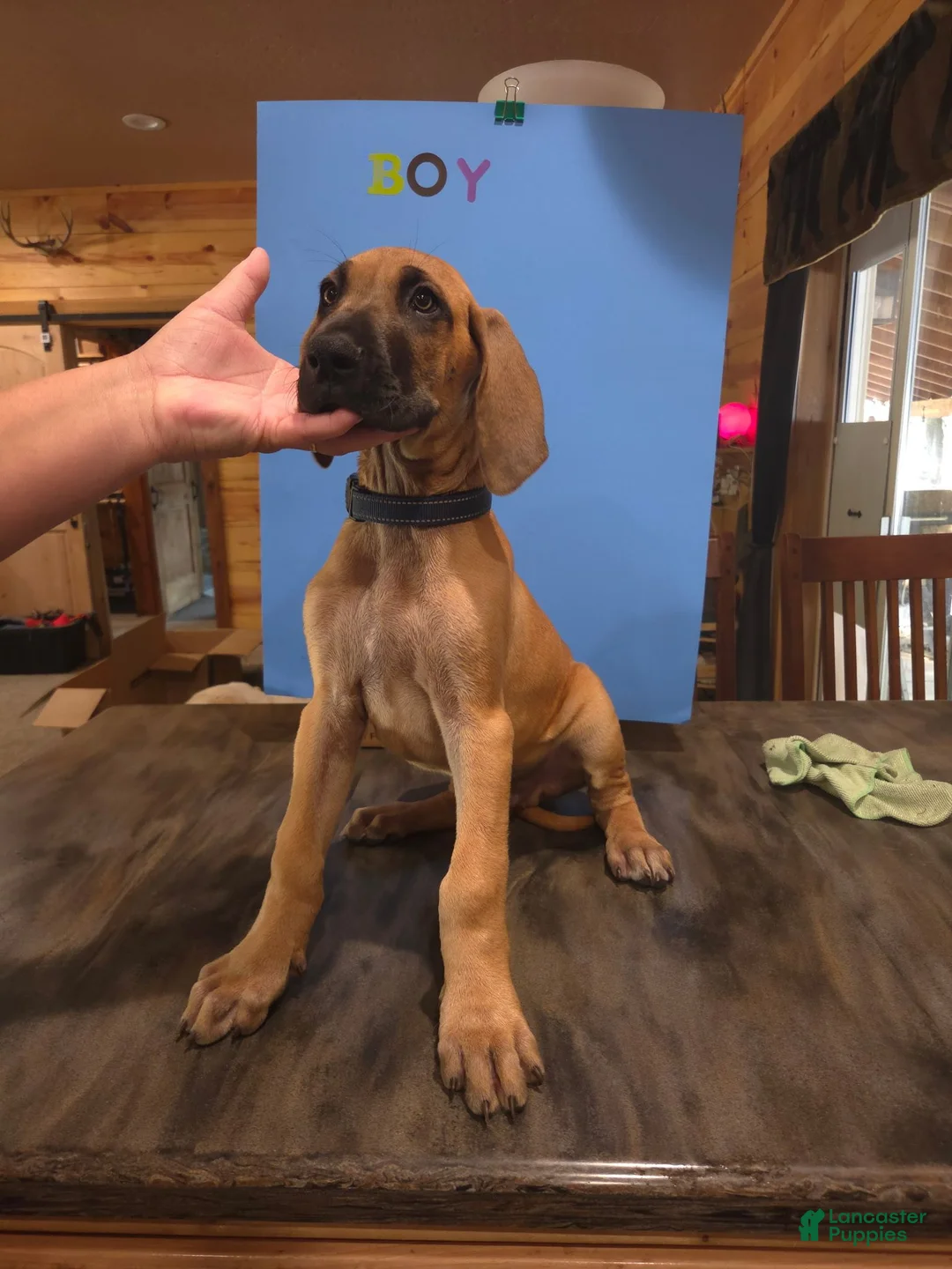 Great Dane dogs for sale: Great Dane 11 - Ad 1