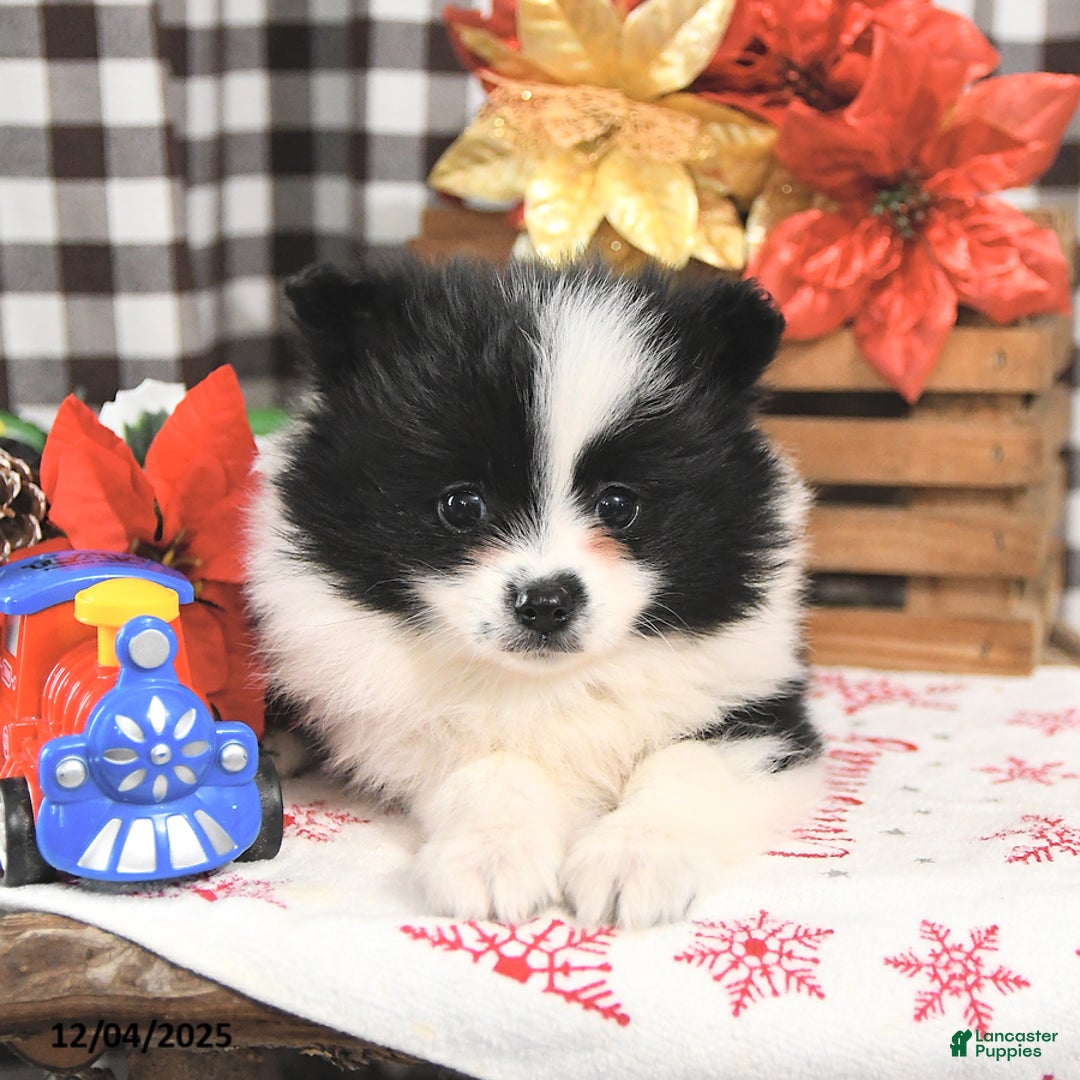 Pomeranian dogs for sale: Joy - Ad 2