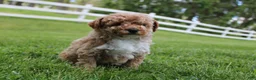 Miniature Poodle dogs for sale: AKC Max  - Ad 6