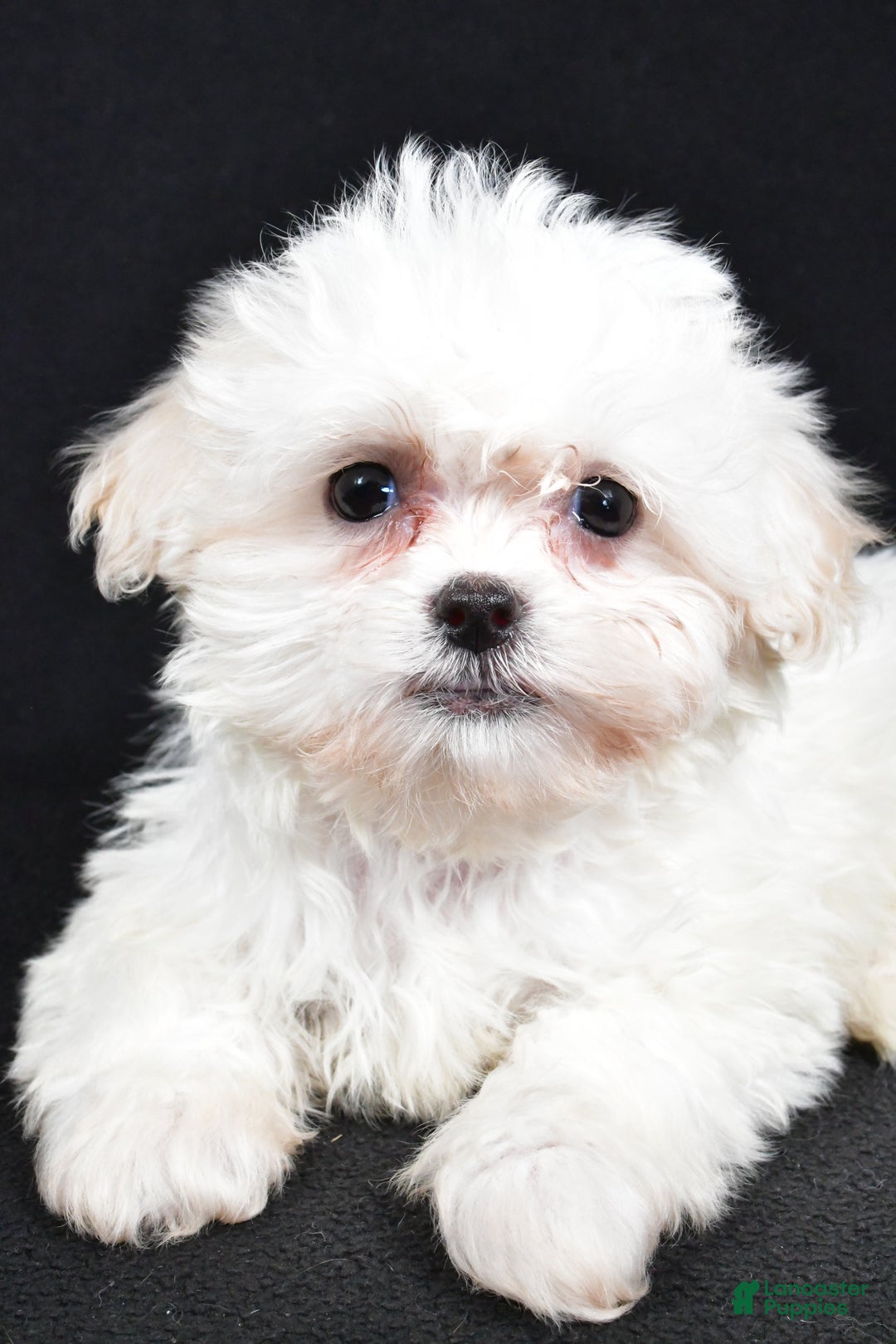 Teddy Bear dogs for sale: Clover - Ad 3