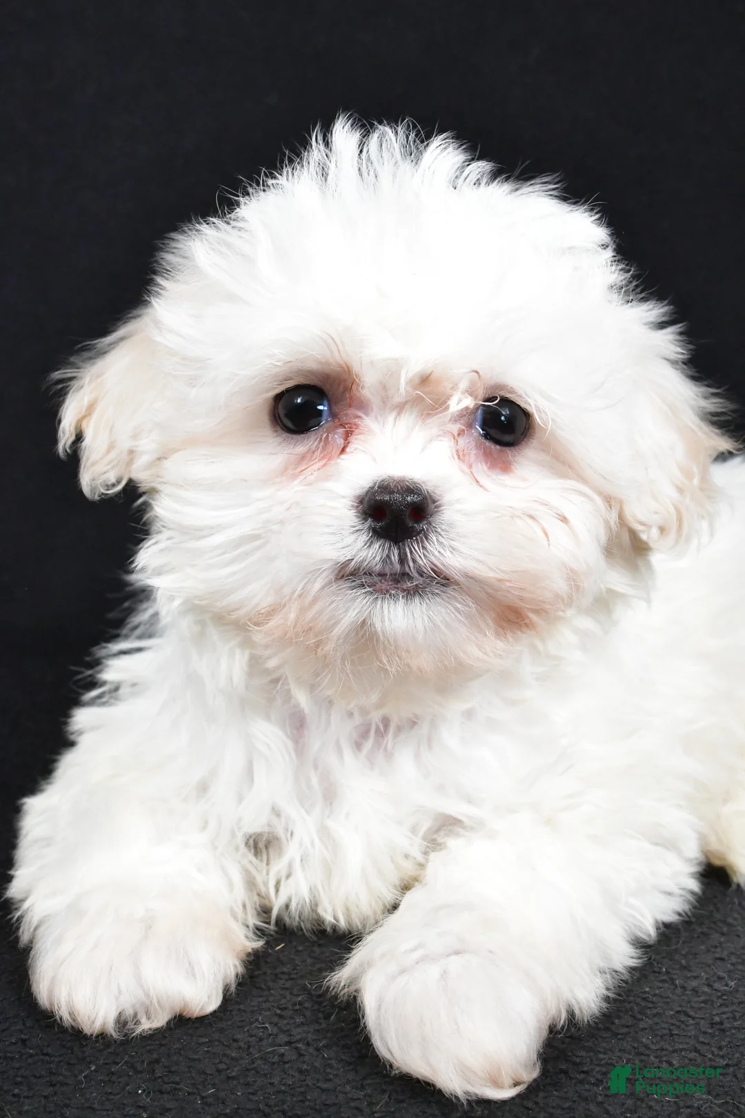 Teddy Bear dogs for sale: Clover - Ad 4