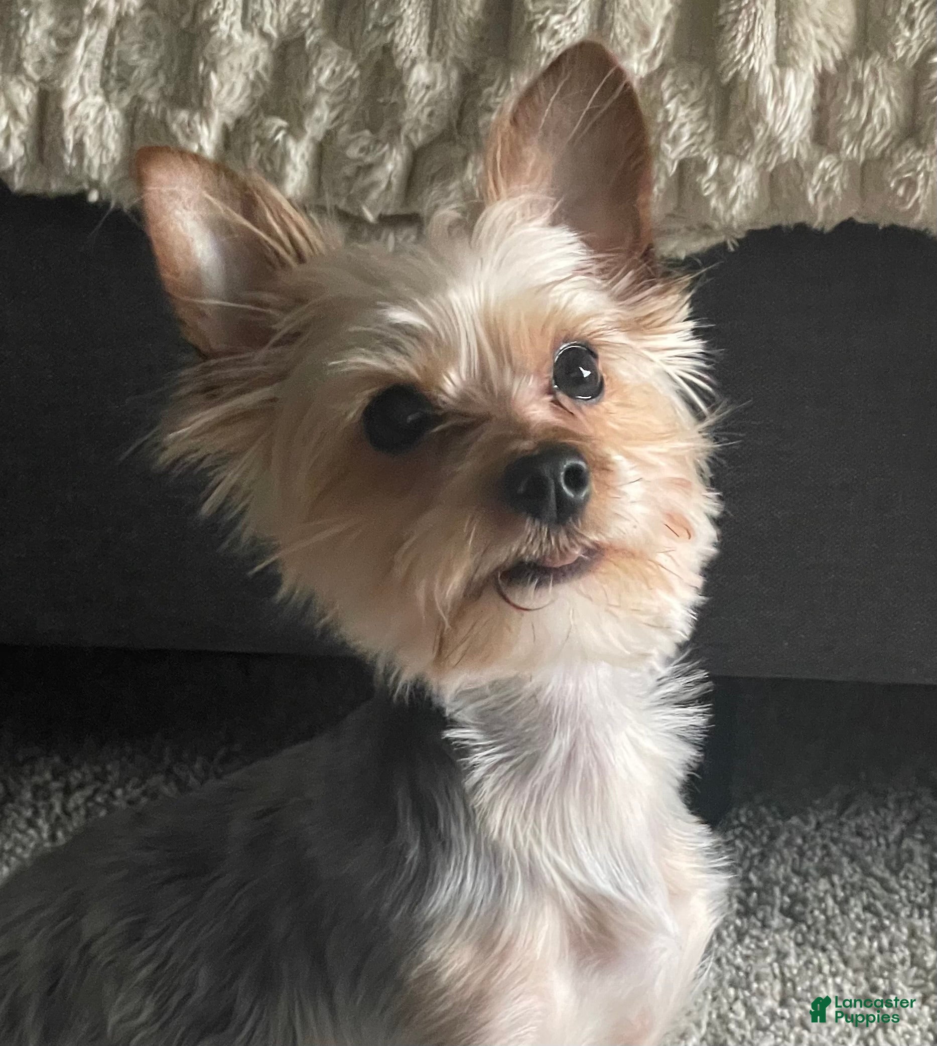 Yorkshire Terrier dogs Yorkshire Terrier Puppy 1 - Ad 7