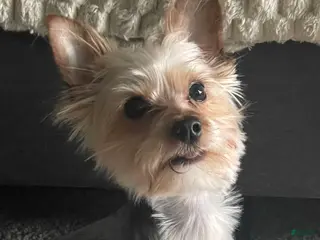 Yorkshire Terrier dogs Yorkshire Terrier Puppy 1 - Ad 7