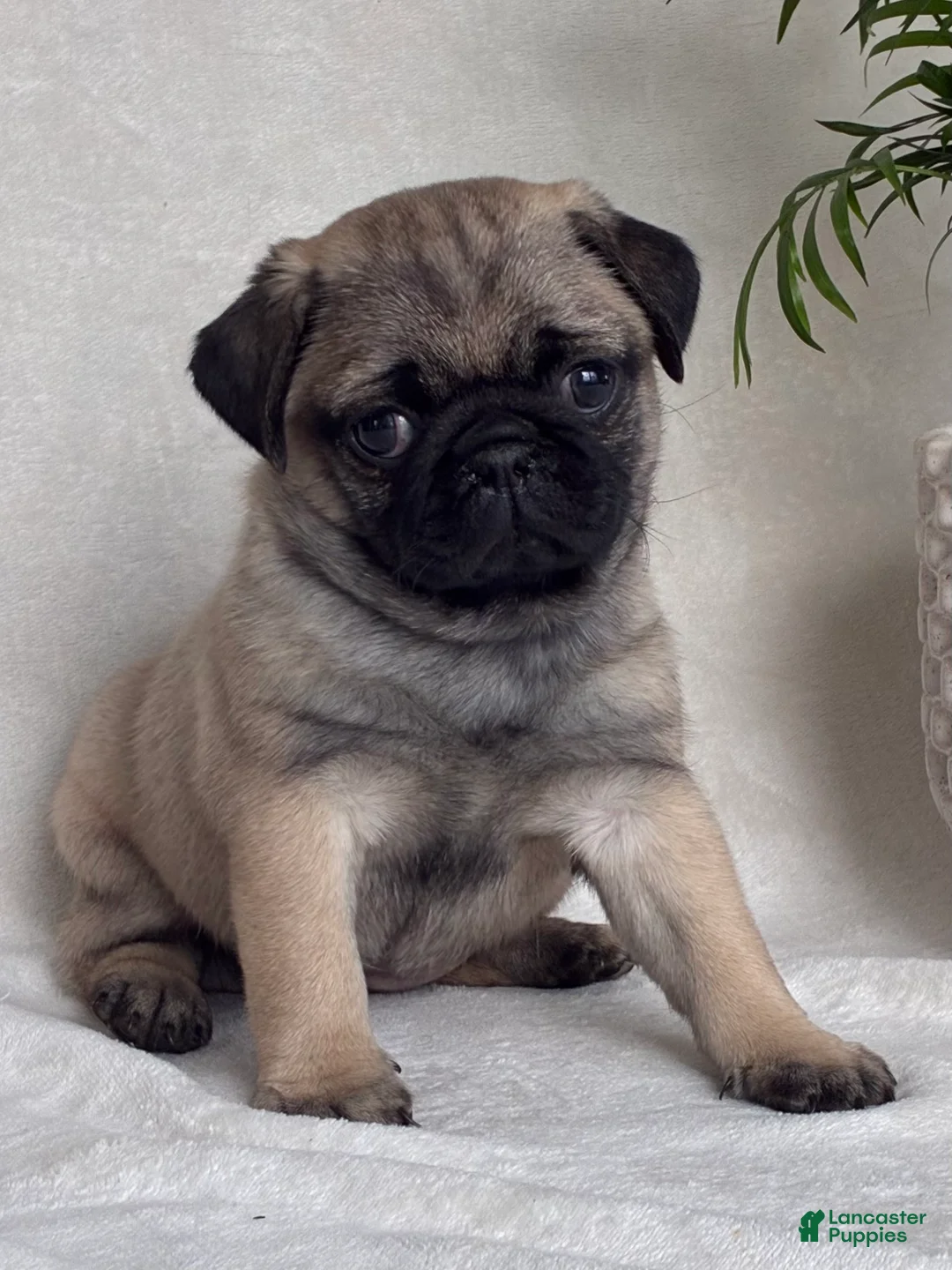 Pug dogs for sale: Holly - Ad 1