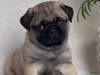 Pug dogs Holly - Ad 42