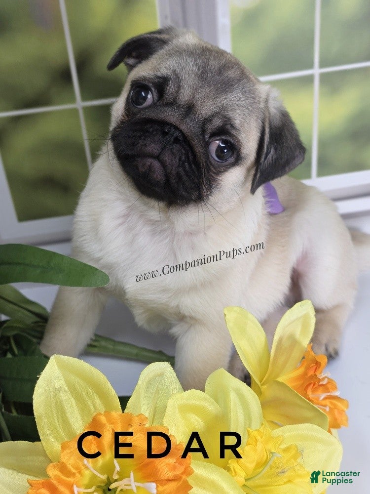 Pug dogs Cedar Silver Fawn Pug Puppy - Ad 1