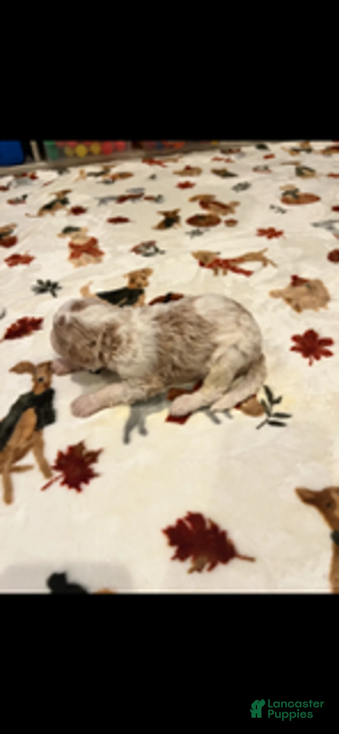 Bernedoodle dogs for sale: Black Collar - Ad 2