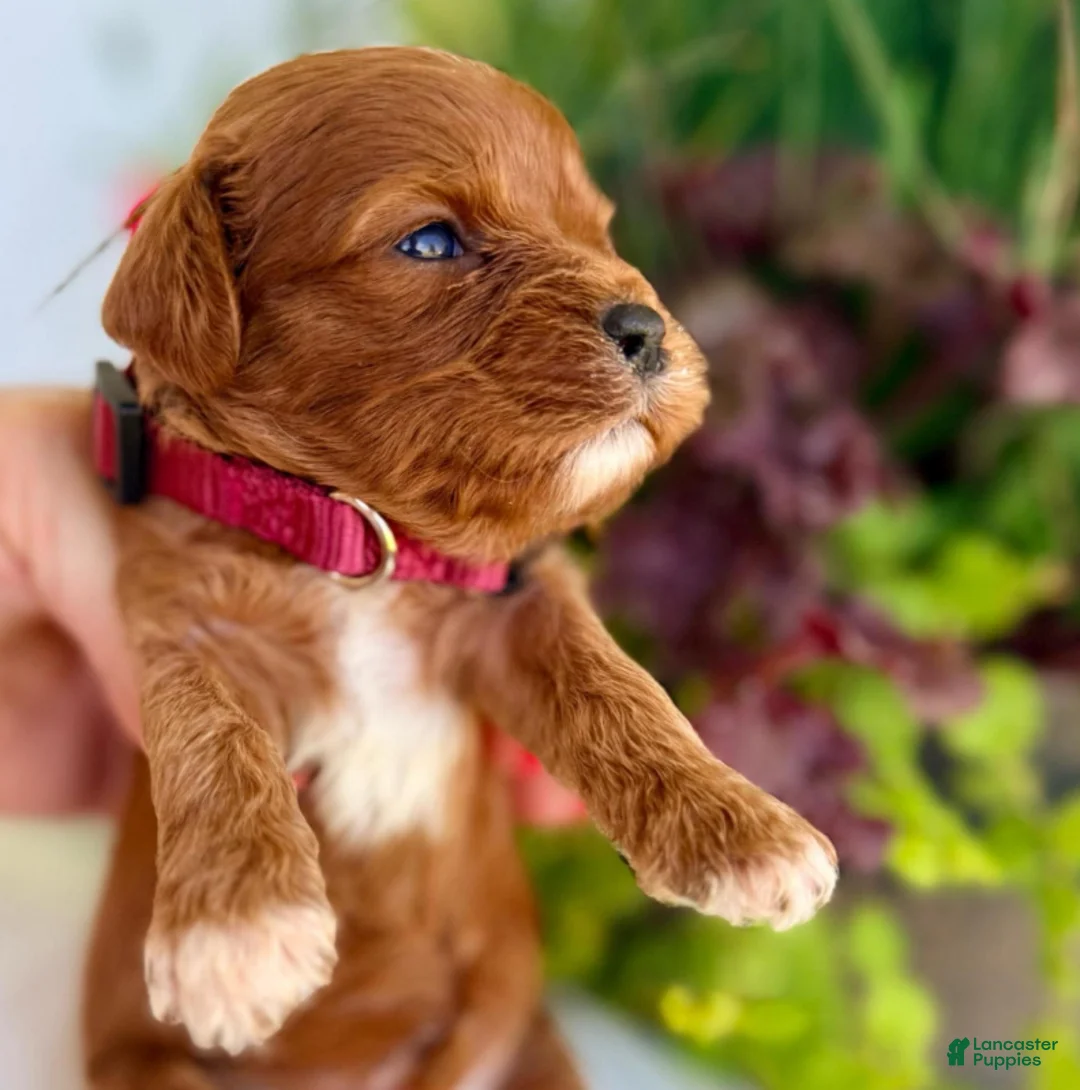 Cavapoo dogs for sale: Teddy - Ad 2