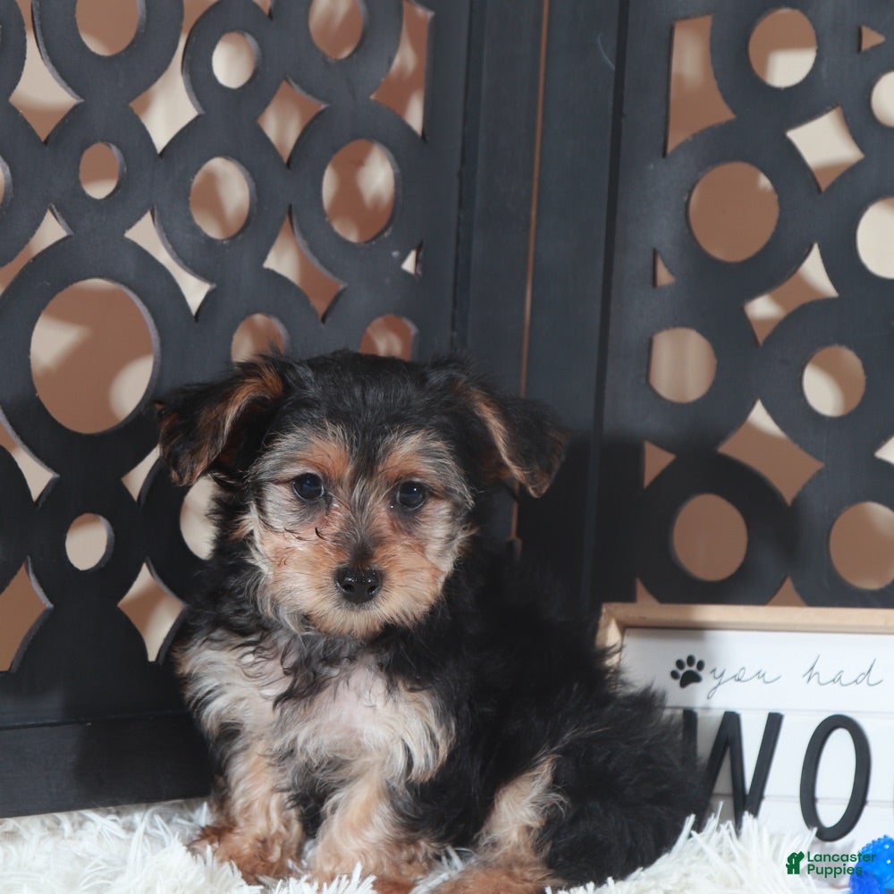 Yorkiepoo dogs Yorkiepoo Puppy Bear - Ad 21