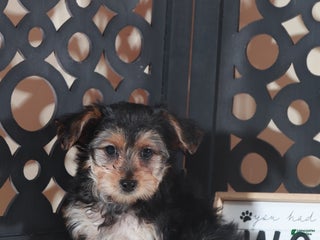 Yorkiepoo dogs Yorkiepoo Puppy Bear - Ad 21