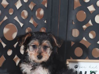 Yorkiepoo dogs Yorkiepoo Puppy Bear - Ad 41