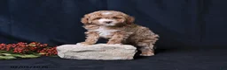 Toy Poodle dogs for sale: Natalie - Ad 1