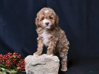 Toy Poodle dogs Natalie - Ad 24