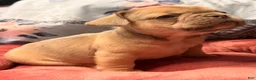 French Bulldog dogs for sale: Jack Daniels  - Ad 3
