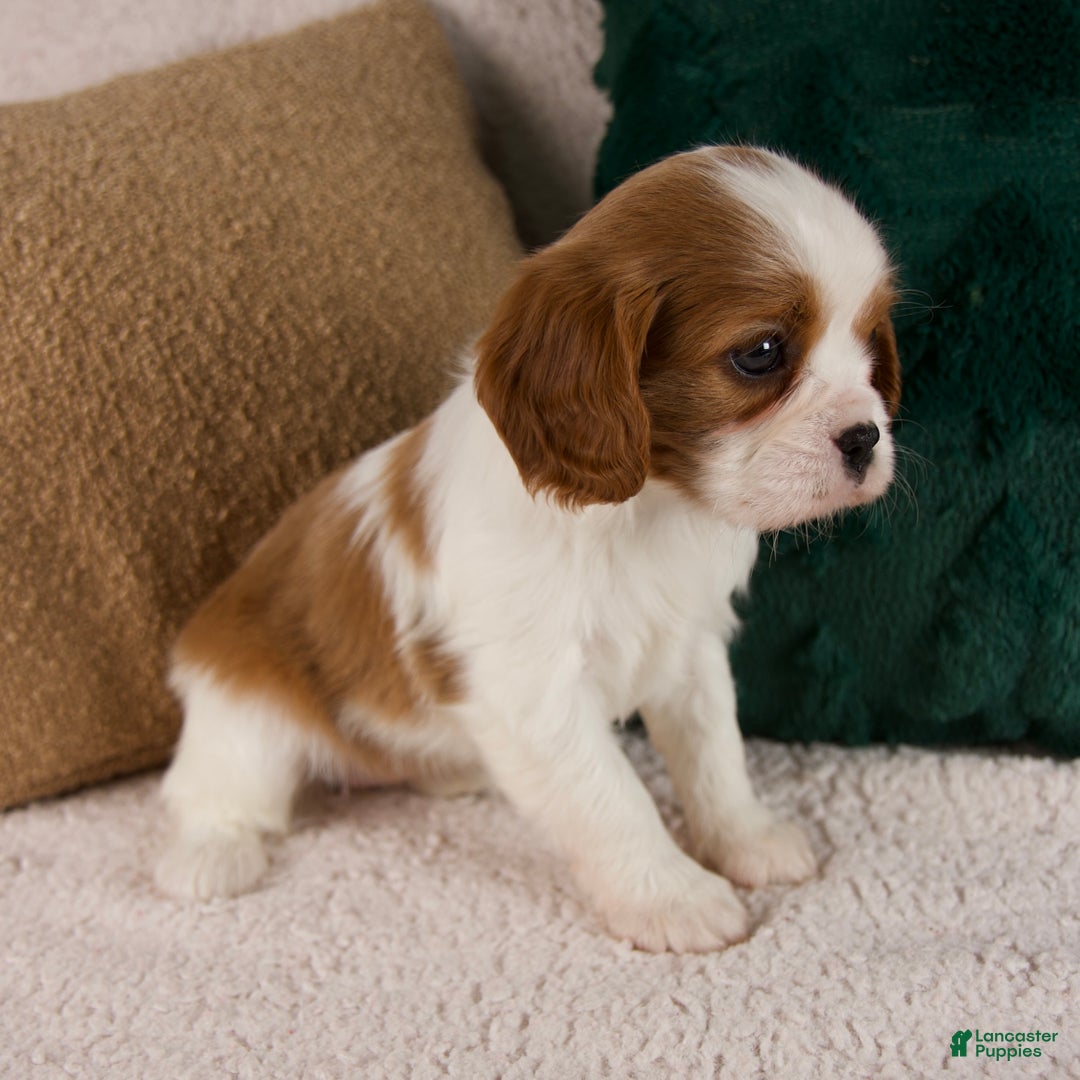 Cavalier King Charles Spaniel dogs for sale: Aspen - Ad 4