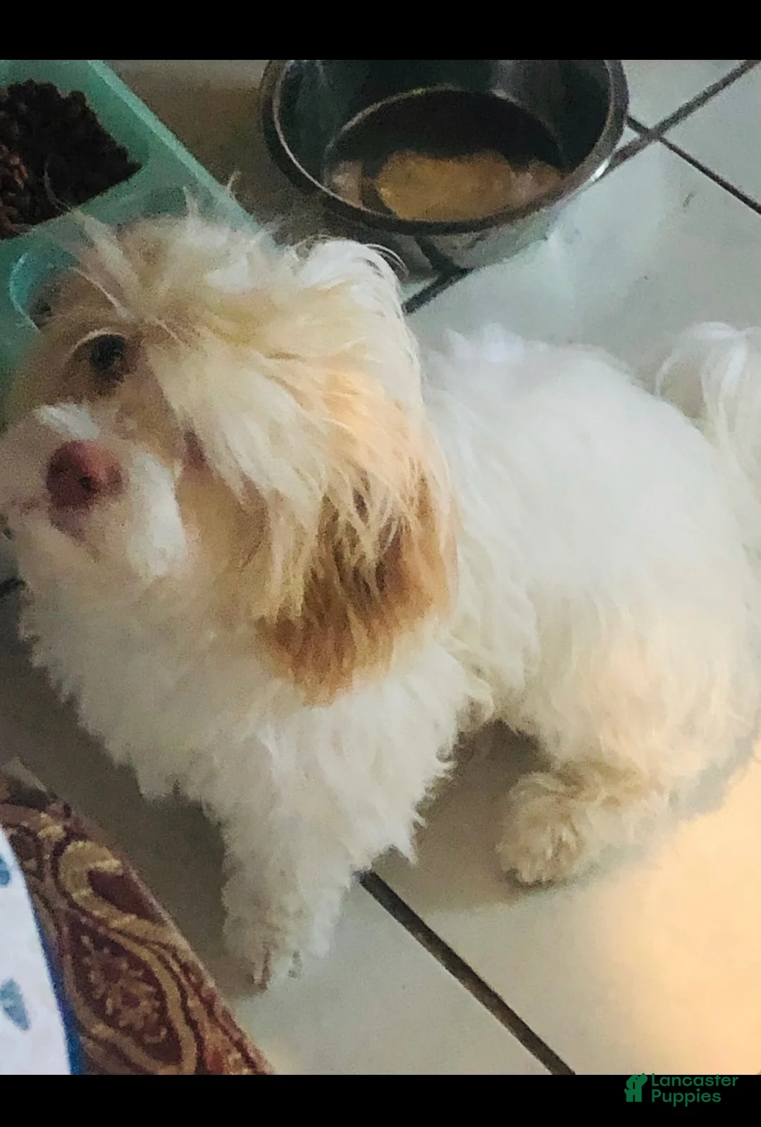 Havanese dogs for sale: Havanese 5 - Ad 5
