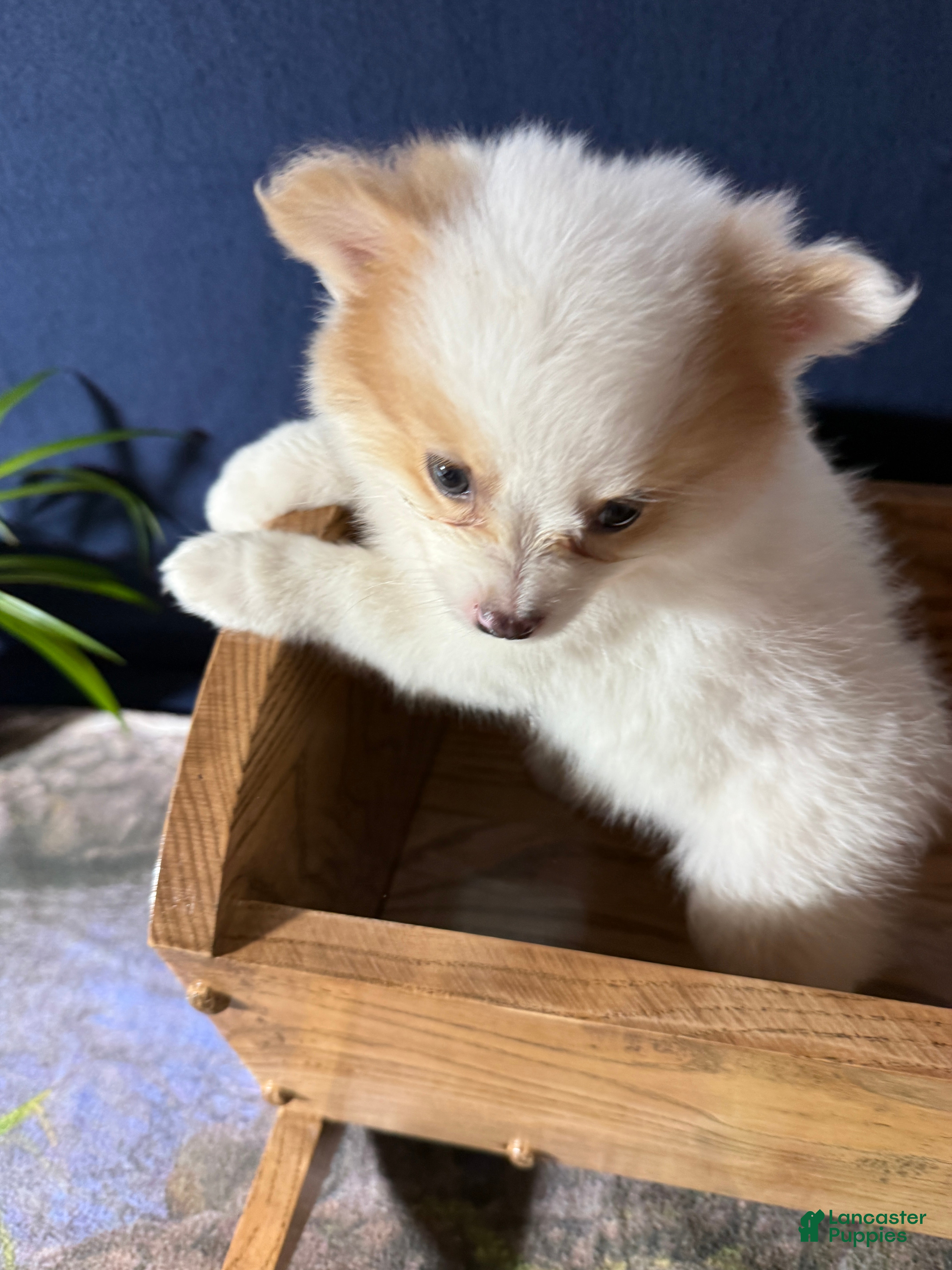 Pomeranian dogs Rudy - Ad 2