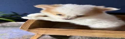 Pomeranian dogs for sale: Rudy - Ad 16