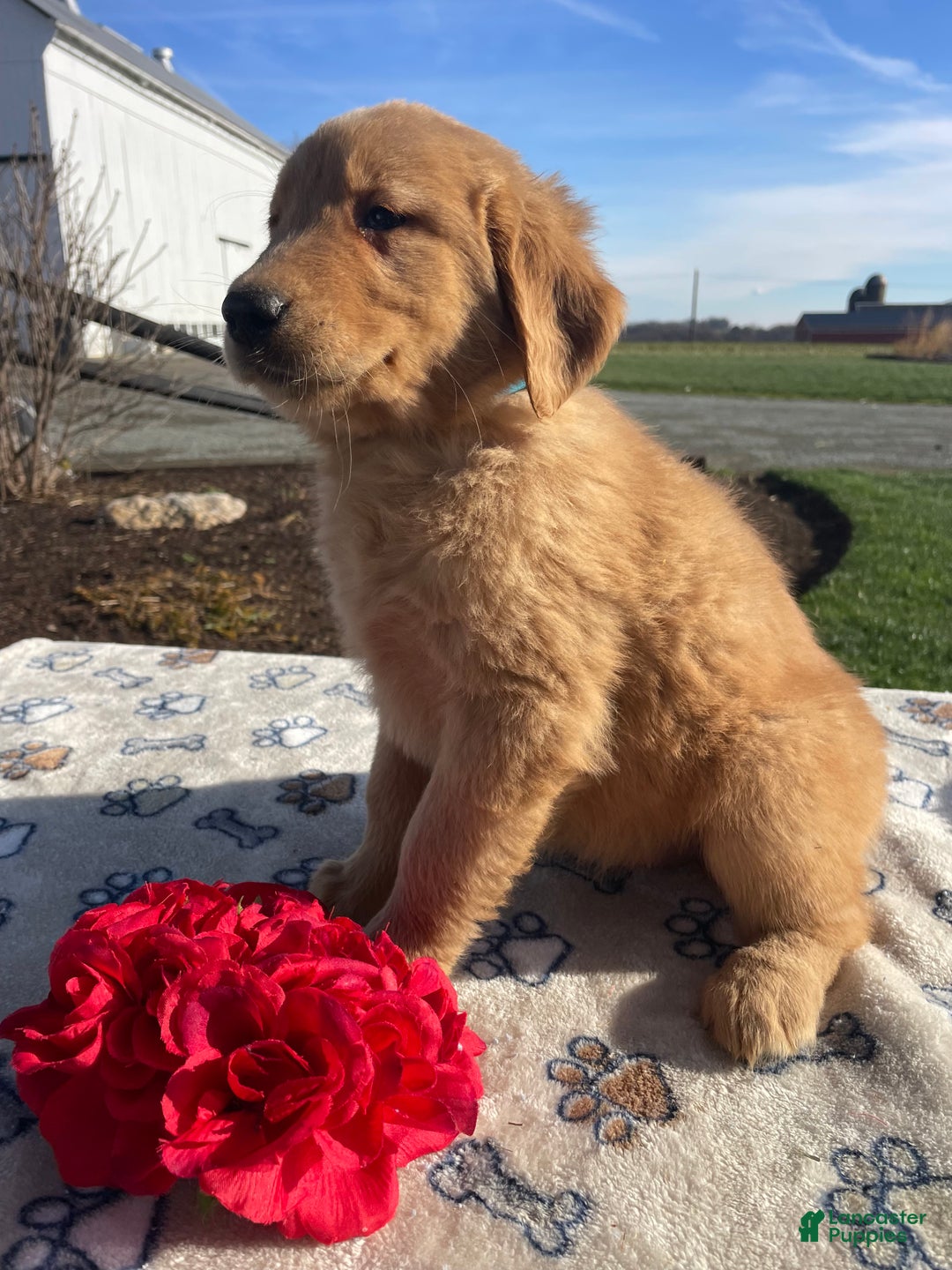 Golden Retriever dogs for sale: Cookie - Ad 3