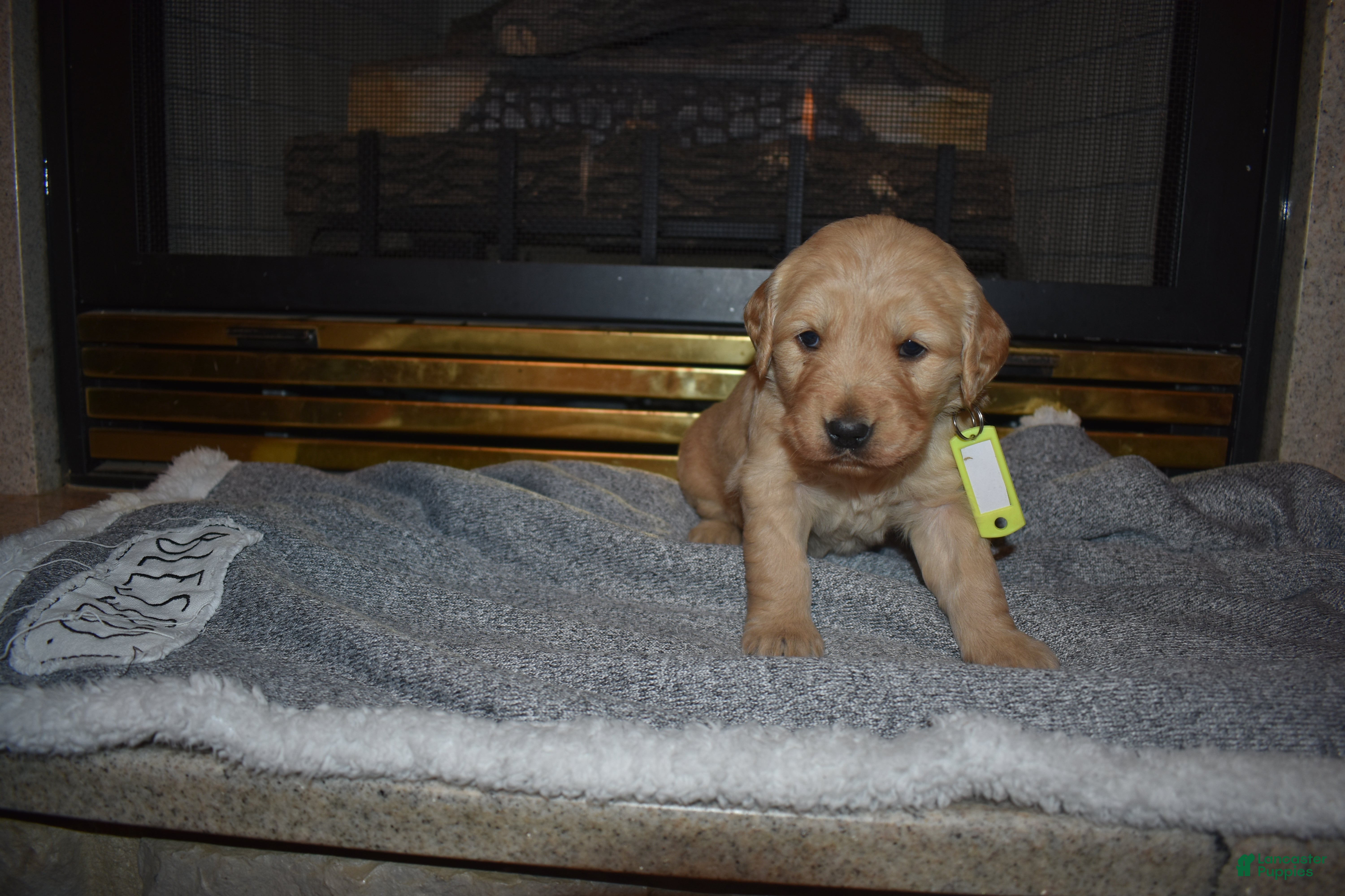 Golden Retriever dogs Kinzie - Ad 14