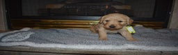 Golden Retriever dogs for sale: Kinzie - Ad 1