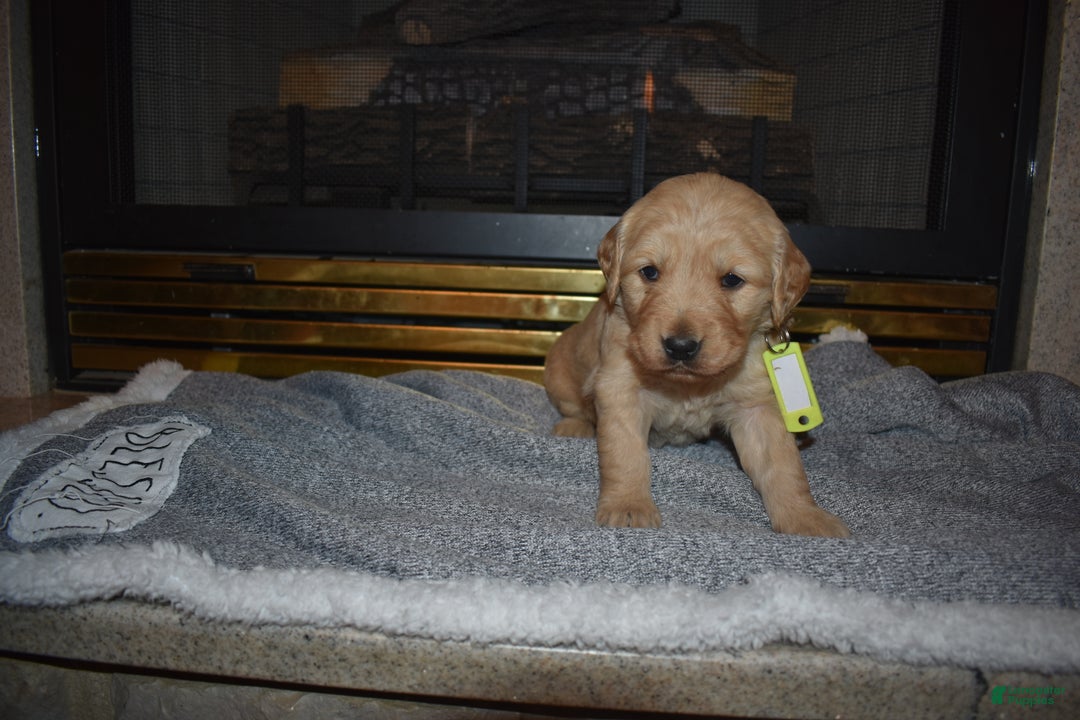 Golden Retriever dogs for sale: Kinzie - Ad 1