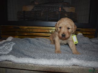 Golden Retriever dogs Kinzie - Ad 14