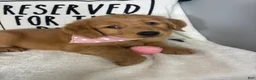 Golden Retriever dogs for sale: Butterscotch - Ad 3