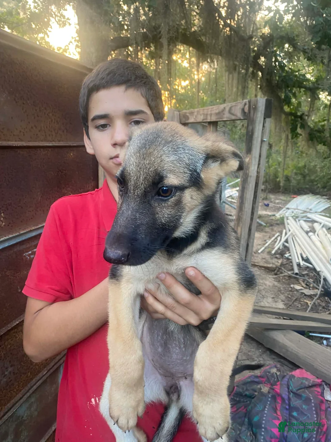 German Shepherd dogs for sale: German Shepherd 5 - Ad 1