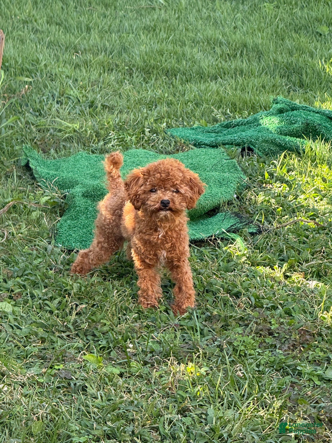 Maltipoo dogs for stud: alvin - Ad 3