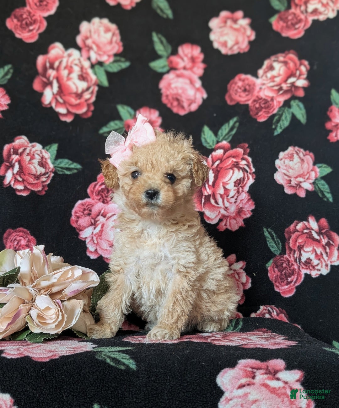 Miniature Poodle dogs for sale: Dierdre 9 lbs Full Grown - Ad 4