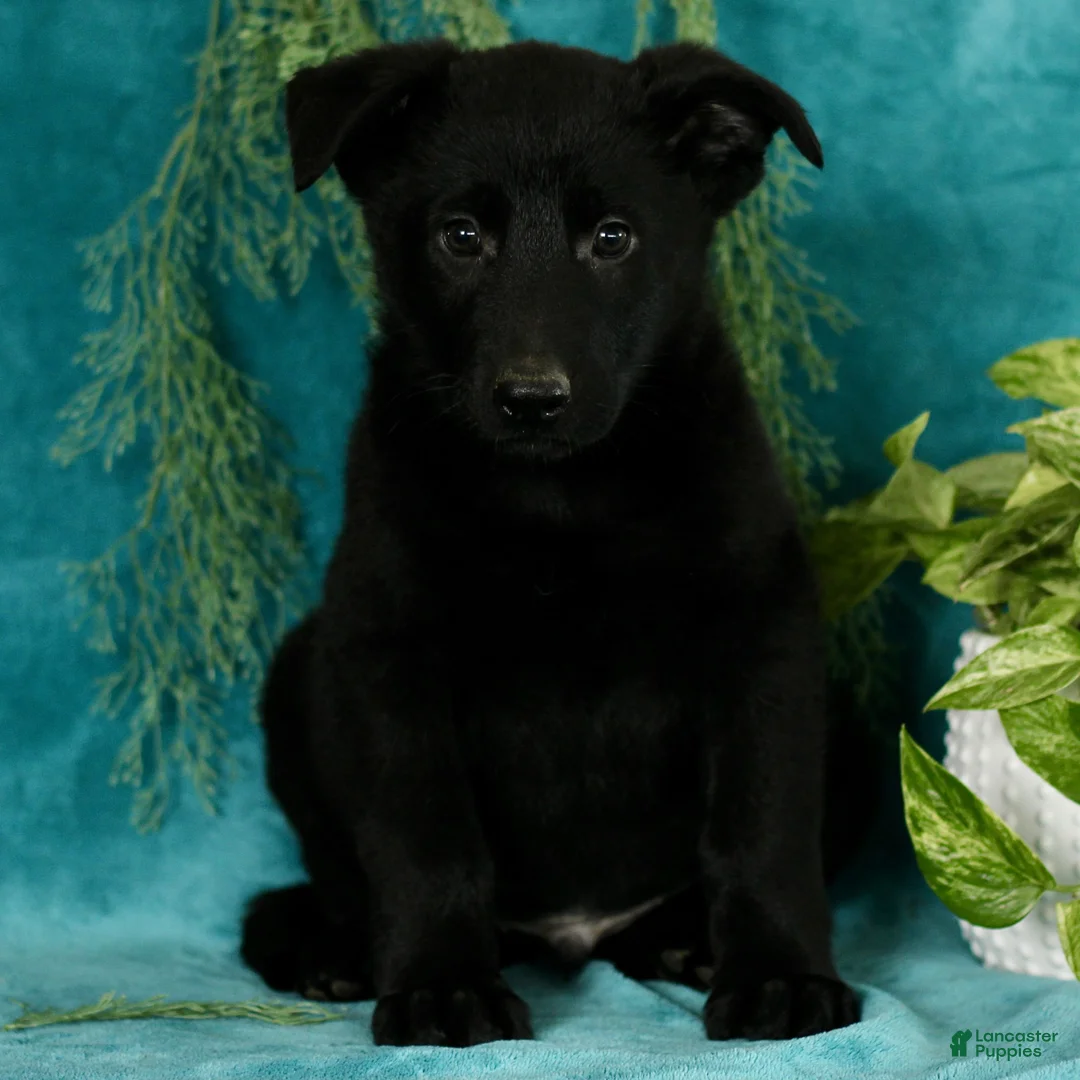 German Shepherd dogs for sale: Toby  - Ad 2