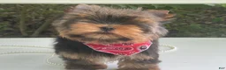 Yorkshire Terrier dogs for sale: Cody - Ad 14
