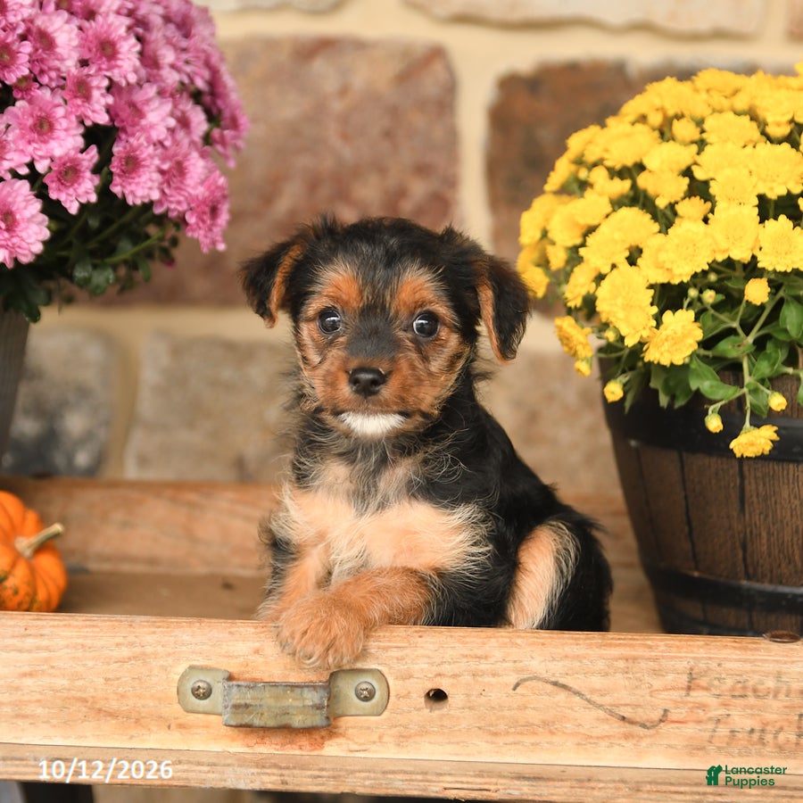 Shorkie dogs Ally - Ad 2