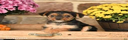 Shorkie dogs for sale: Ally - Ad 2