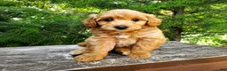 Mini Goldendoodle dogs for sale: Prince   - Ad 7