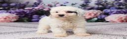 Miniature Poodle dogs for sale: Karlie - Ad 4