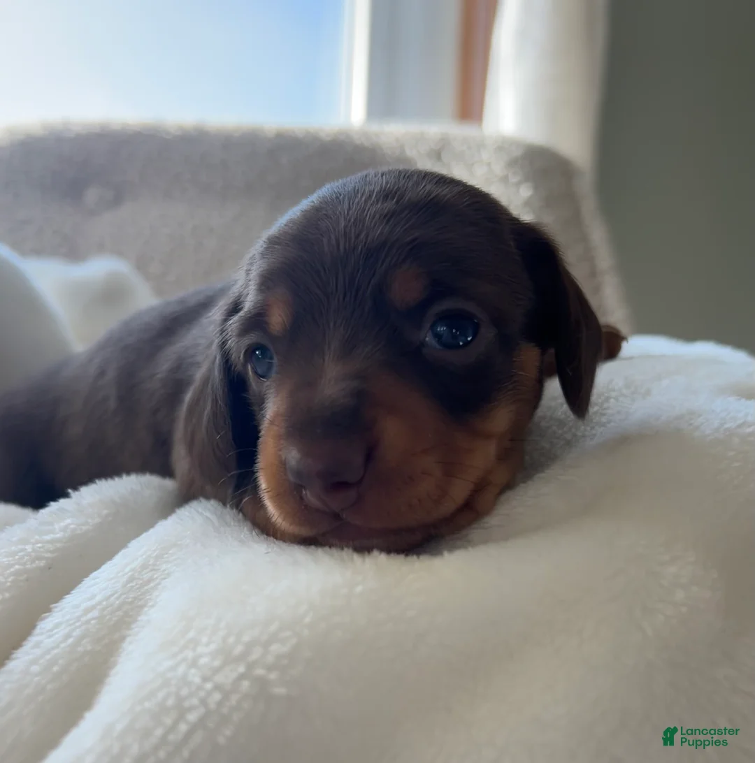 Miniature Dachshund dogs for sale: Oscar - Ad 11