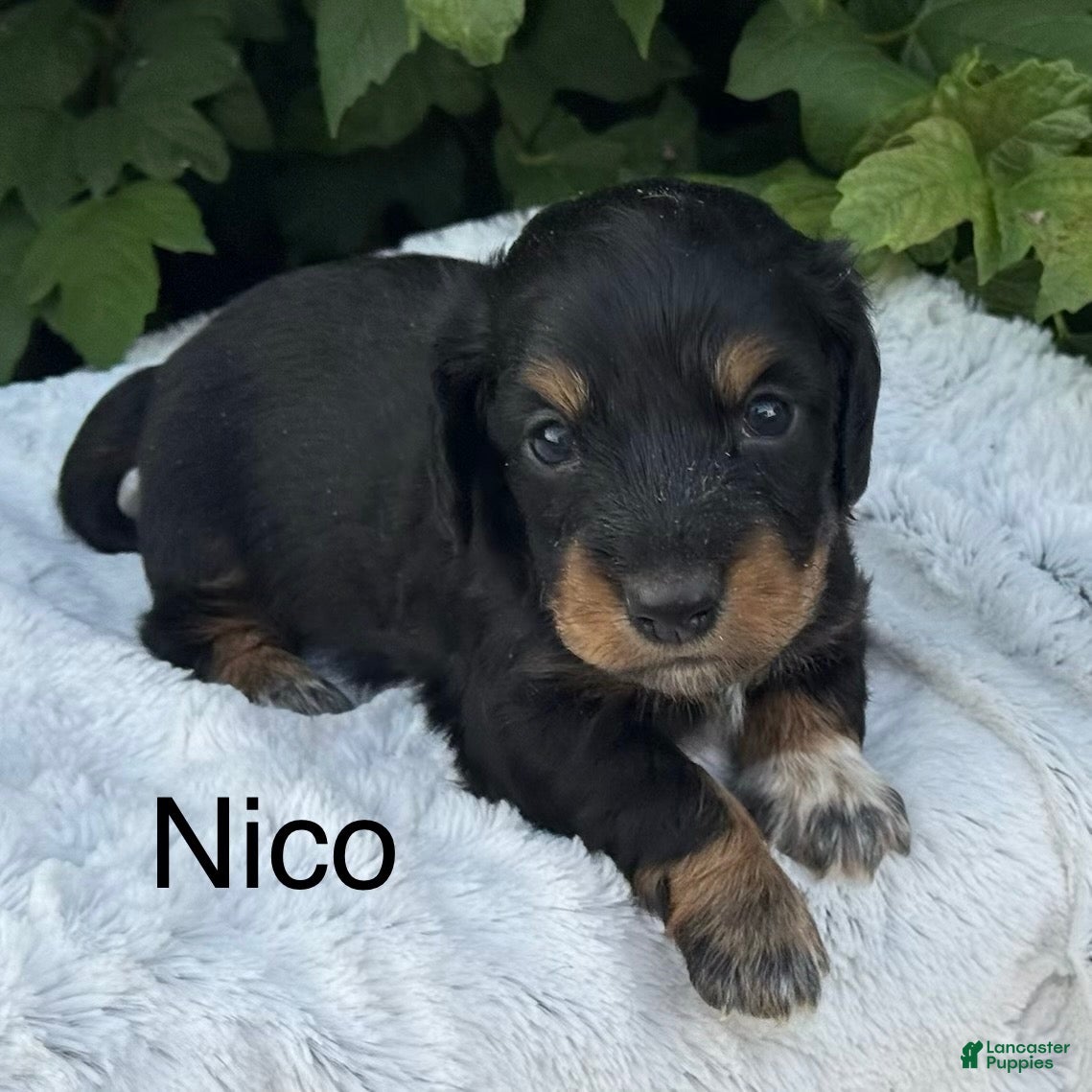 Miniature Dachshund dogs Nico - Ad 1