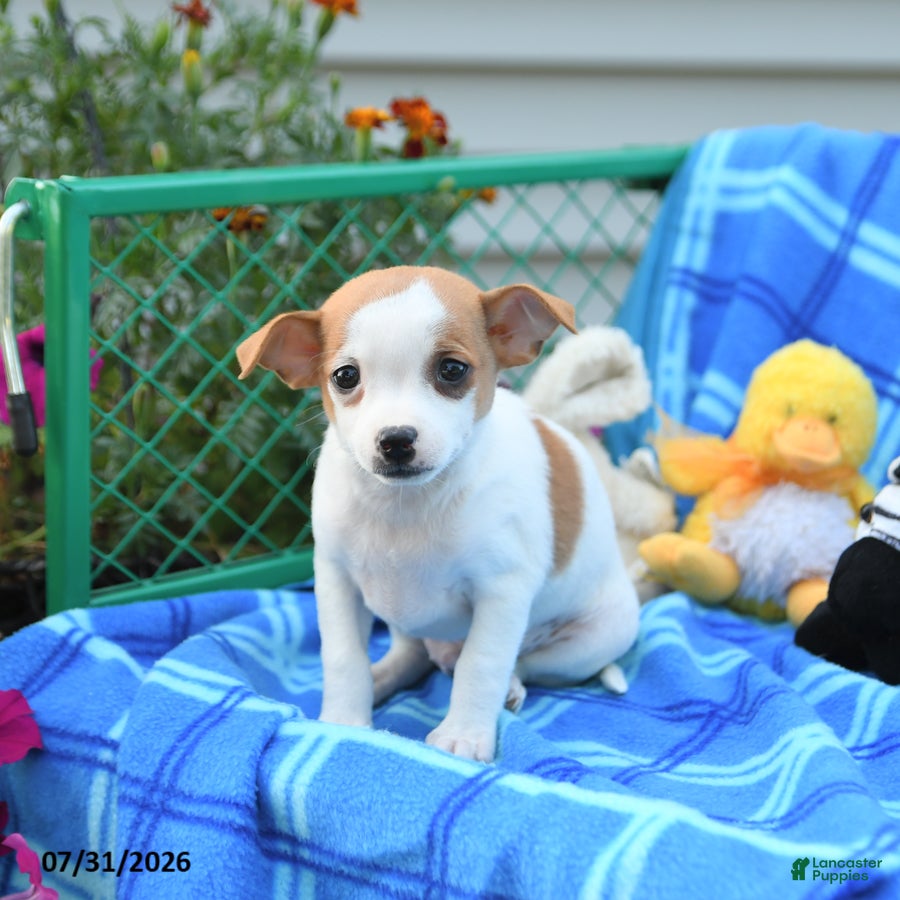 Mixed Breed dogs Ticker - Ad 1