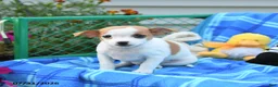 Mixed Breed dogs for sale: Ticker - Ad 1