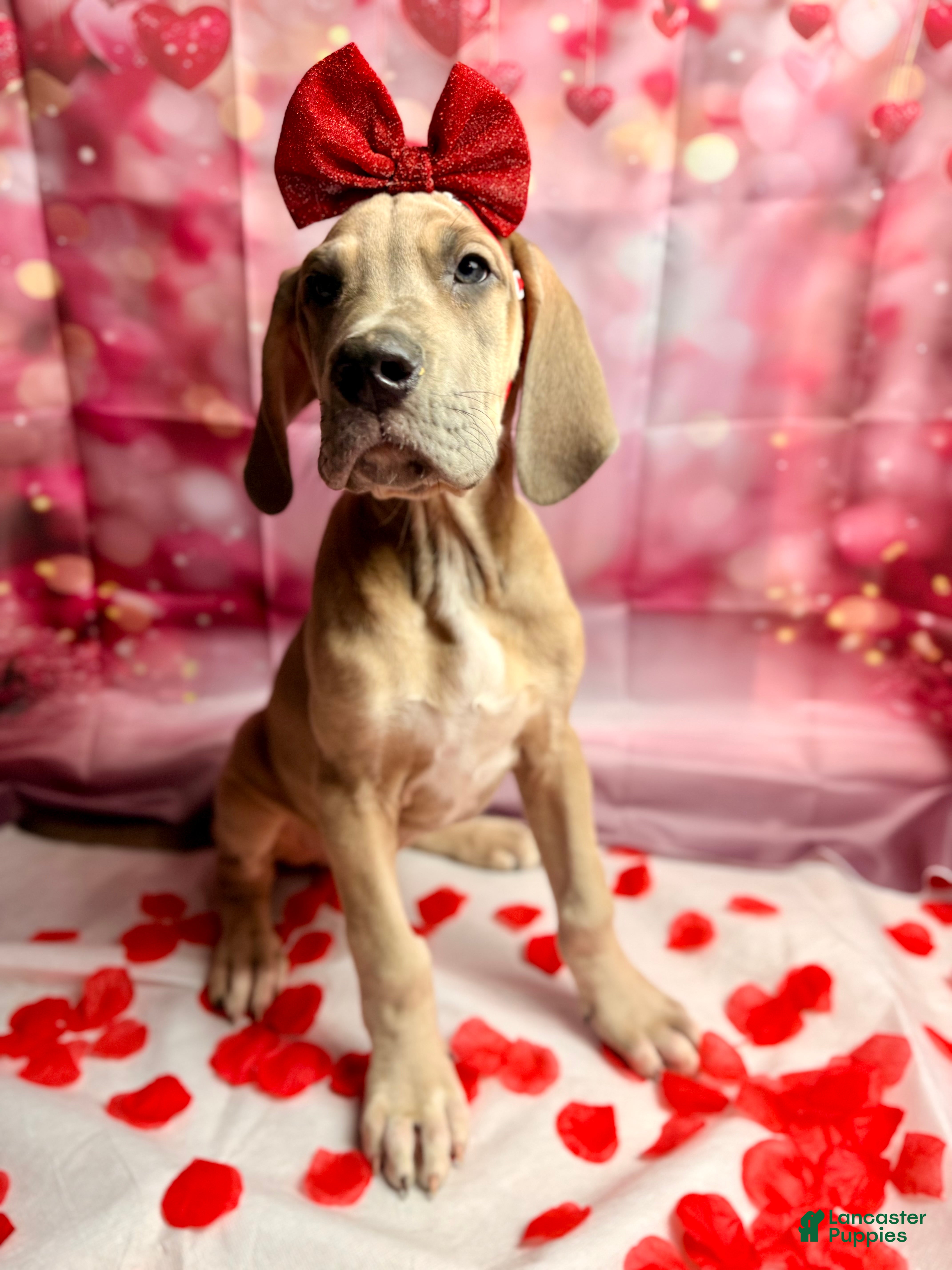 Great Dane dogs Blue Fawn (Heavy Euro) - Ad 8