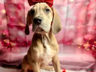 Great Dane dogs Blue Fawn (Heavy Euro) - Ad 40