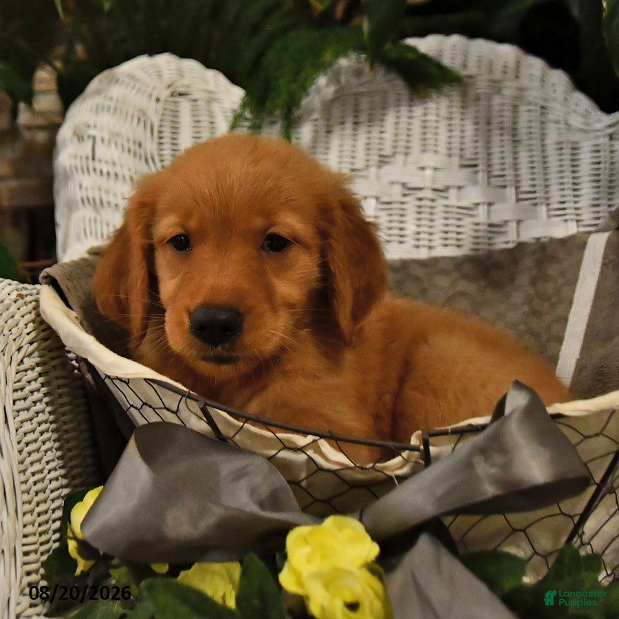 Golden Retriever dogs Brynlee - Ad 2
