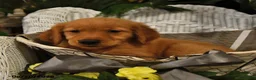 Golden Retriever dogs for sale: Brynlee - Ad 2