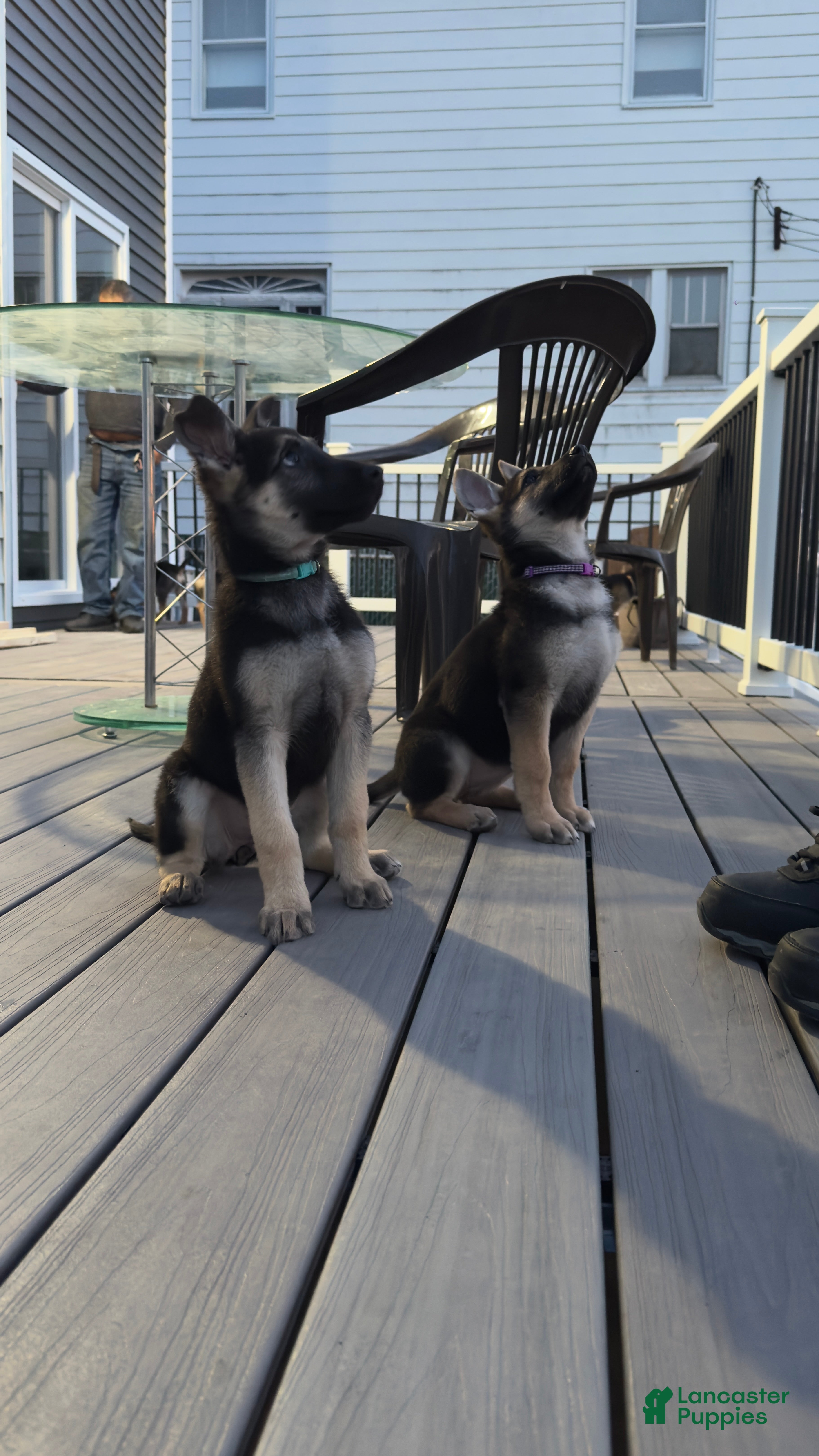 German Shepherd dogs Helena  - Ad 2