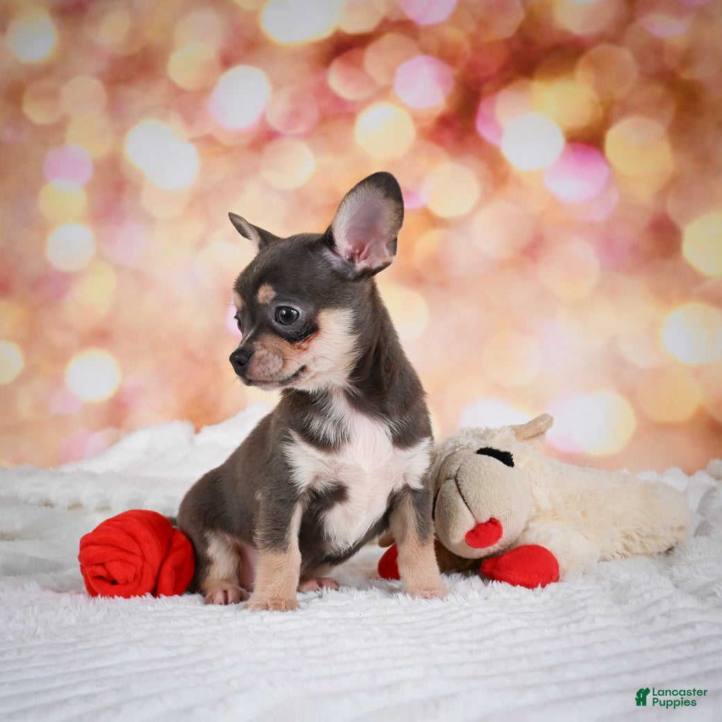 Chihuahua dogs Dallas - Ad 2