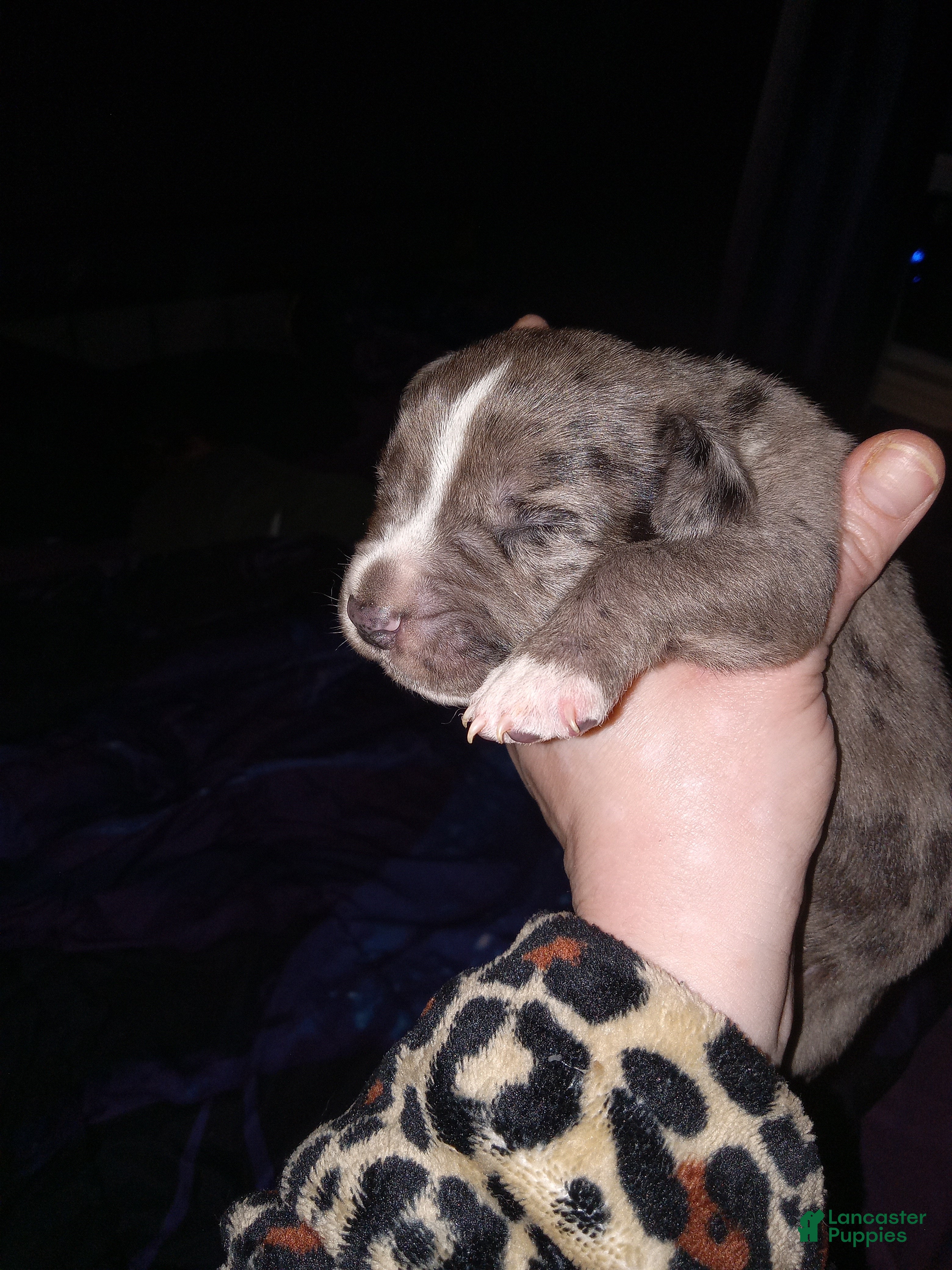 Daniff dogs DANTE-Daniff Puppy 3 - Ad 5