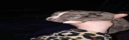 Daniff dogs for sale: DANTE-Daniff Puppy 3 - Ad 1